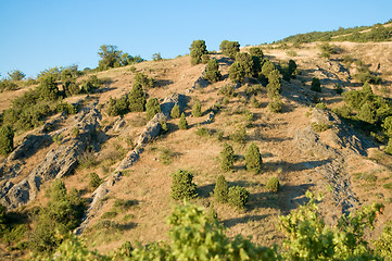 Image showing stone and bushes