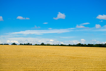 Image showing yellow field