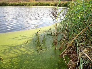 Image showing swamp