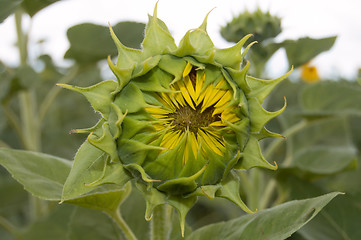 Image showing green sunflower