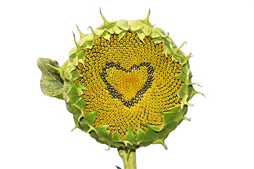 Image showing sunflower