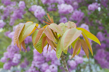 Image showing walnut leaf