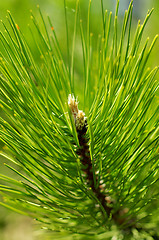 Image showing Pine Tree