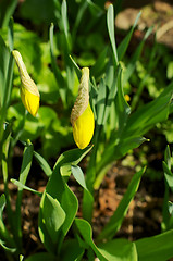 Image showing Daffodil Buds