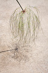 Image showing Papyrus green plant with reflect shadow on the floor