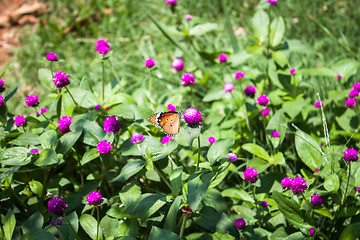 Image showing Plain tiger butterfly on globe amaranth or bachelor button 