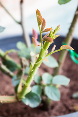 Image showing Rose sprouts grow on bushes planted in garden