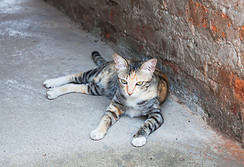 Image showing Siamese cat laying down and looking outside 