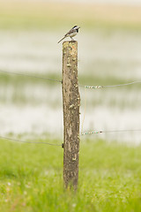 Image showing Small wagtail sitting on top of a weathered pole