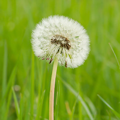 Image showing Hawkbit with a green background