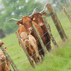 Image showing Red Angus steer in a field 