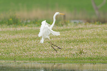 Image showing Great white heron