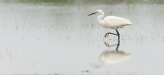 Image showing Egretta garzetta or small white heron