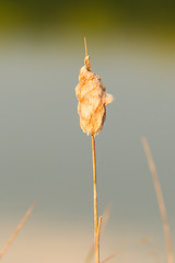 Image showing Fluffy, soft seeding Cattail