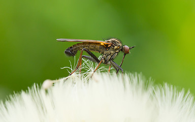 Image showing Ugly fly sitting on an hawkbit