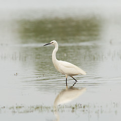 Image showing Egretta garzetta or small white heron