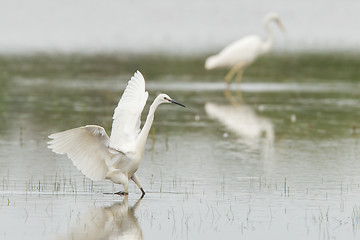 Image showing Egretta garzetta or small white heron