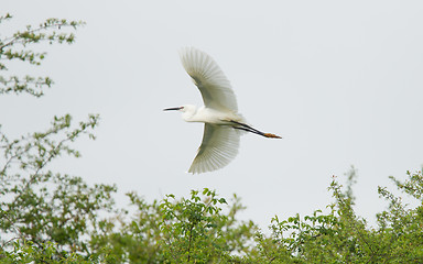 Image showing Egretta garzetta or small white heron