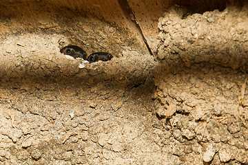 Image showing Barn swallow nest with nestlings