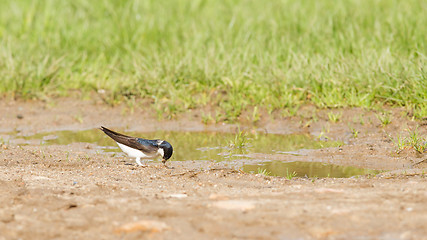 Image showing Swallow, Tachycineta bicolor, gathering nesting material
