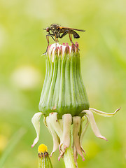 Image showing Ugly fly sitting on an hawkbit