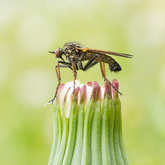 Image showing Ugly fly sitting on an hawkbit