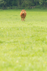 Image showing Red Angus steer in a field 