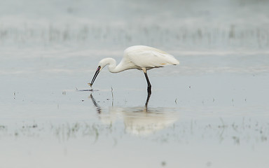 Image showing Egretta garzetta or small white heron