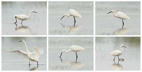 Image showing Egretta garzetta or small white heron photo series