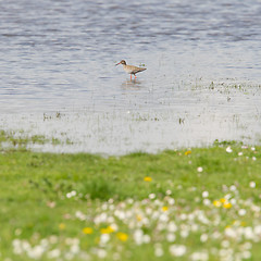 Image showing Portrait of a redshank (tringa totanus)