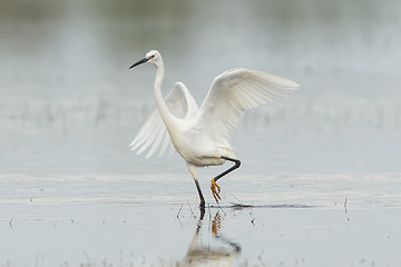 Image showing Egretta garzetta or small white heron