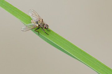 Image showing Fly resting on grass, isolated