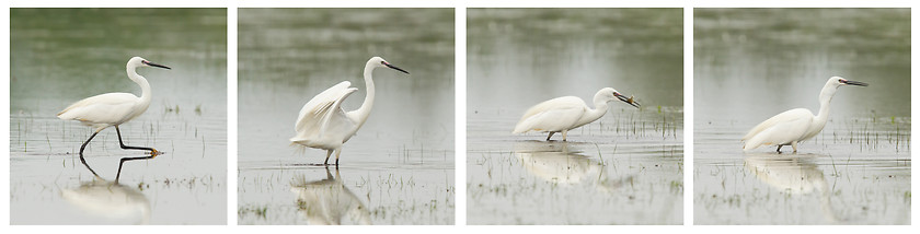 Image showing Egretta garzetta or small white heron photo series