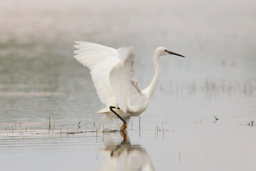 Image showing Egretta garzetta or small white heron