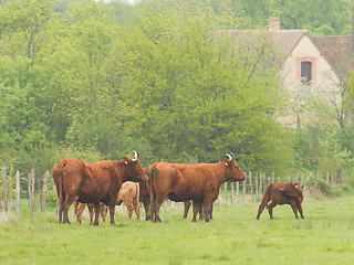 Image showing Red Angus steer in a field 