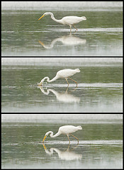 Image showing Great Egret / White Heron photo series