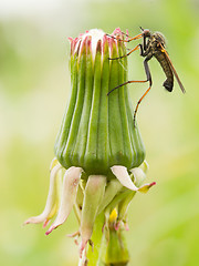 Image showing Ugly fly sitting on an hawkbit