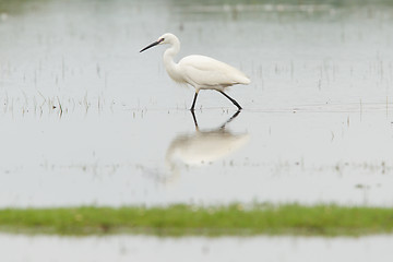 Image showing Egretta garzetta or small white heron