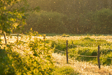 Image showing Swarm of Mosquitos over a green field