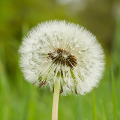 Image showing Hawkbit with a green background
