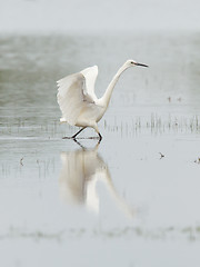 Image showing Egretta garzetta or small white heron