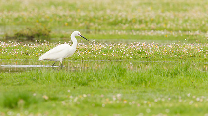 Image showing Egretta garzetta or small white heron