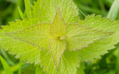 Image showing Green stinging nettle