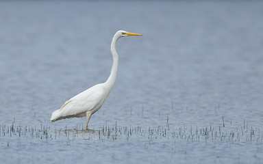 Image showing Great white heron