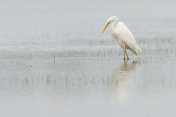 Image showing Great white heron