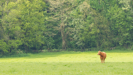 Image showing Red Angus steer in a field 