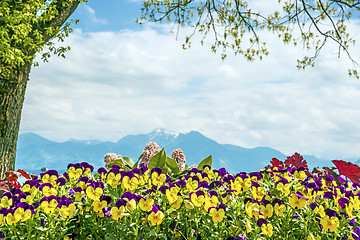 Image showing Pansies Chiemsee Alps