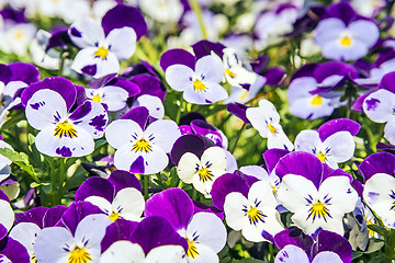 Image showing Pansy flowers