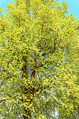 Image showing Chestnut tree in spring