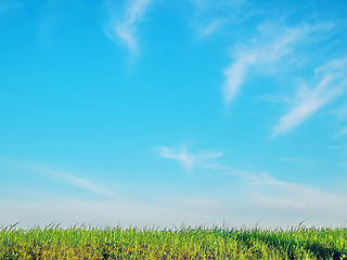 Image showing grass and sky